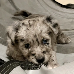 Erster Wurf – Young Sheldon